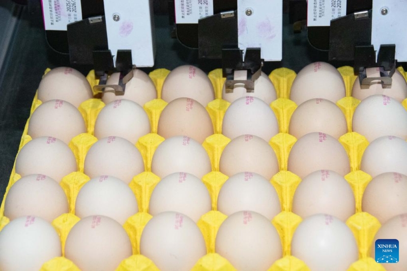 Hunan : le district de Lengshuitan stimule le développement d'élevages de poules pondeuses