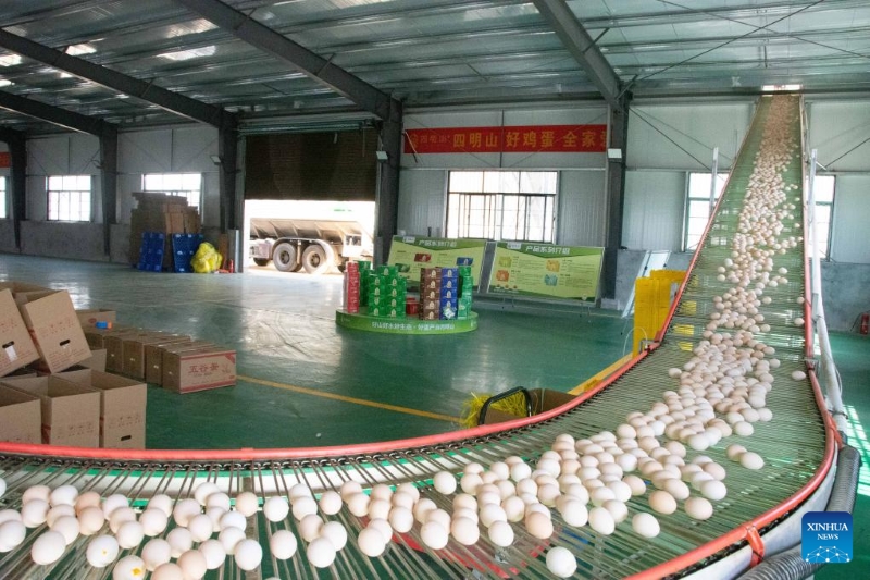 Hunan : le district de Lengshuitan stimule le développement d'élevages de poules pondeuses