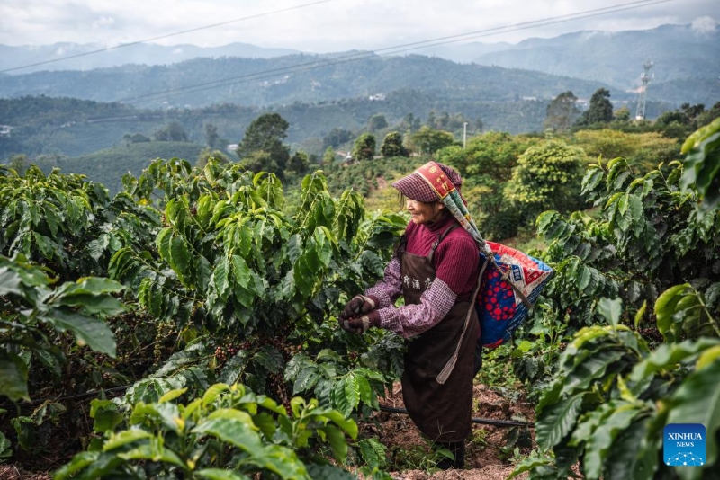 Yunnan : la ville de Pu'er récolte 84 000 tonnes de grains de café par an