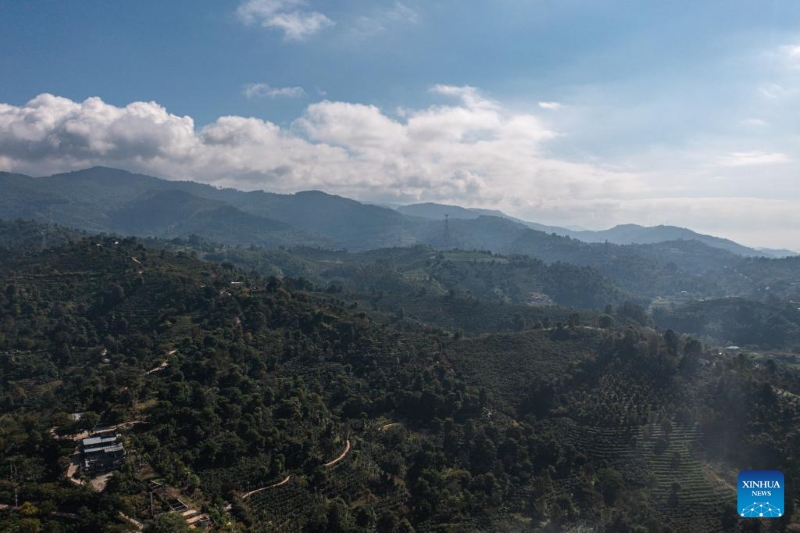 Yunnan : la ville de Pu'er récolte 84 000 tonnes de grains de café par an