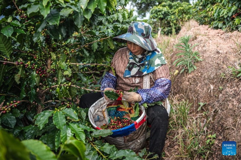 Yunnan : la ville de Pu'er récolte 84 000 tonnes de grains de café par an
