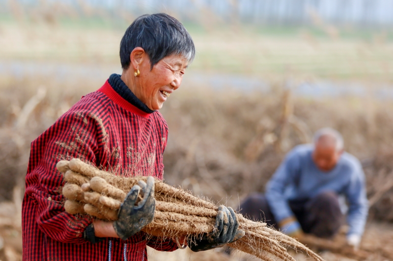 Henan : la récolte d'ignames de Chine bat son plein dans le comté de Suixian