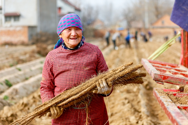 Henan : la récolte d'ignames de Chine bat son plein dans le comté de Suixian