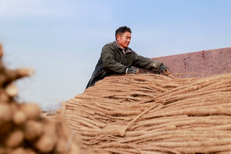 Henan : la récolte d'ignames de Chine bat son plein dans le comté de Suixian
