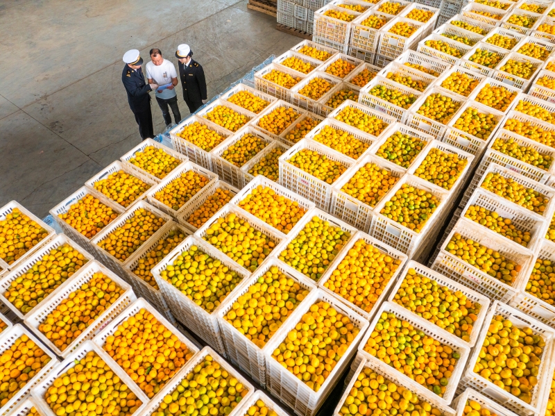 Jiangxi : les mandarines de Nanfeng se mondialisent