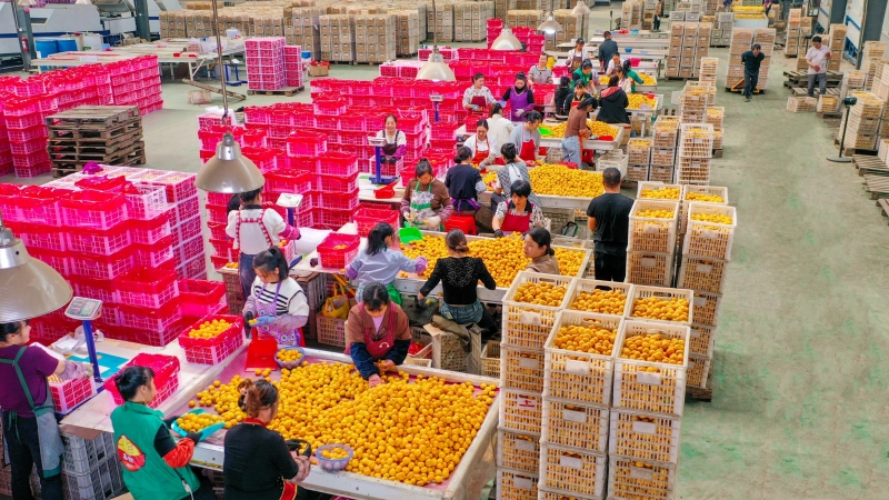 Jiangxi : les mandarines de Nanfeng se mondialisent