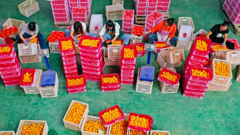Jiangxi : les mandarines de Nanfeng se mondialisent