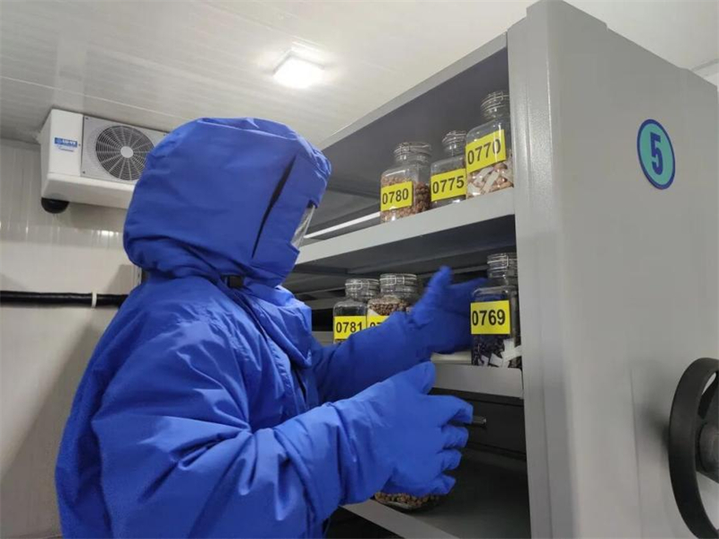 A Shanghai, 100 millions d'échantillons de graines sauvegardent la biodiversité