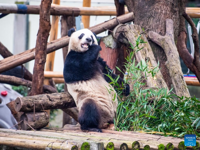 Fin des travaux de rénovation de la maison du panda géant du zoo de Chongqing