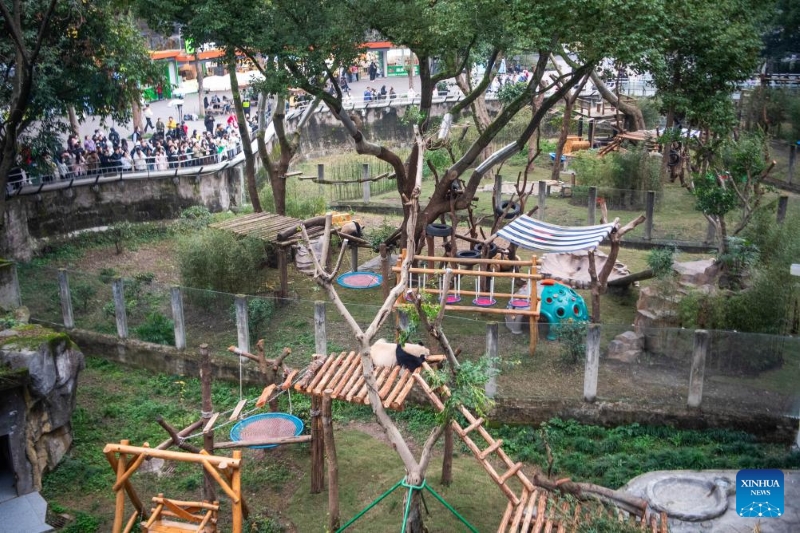 Fin des travaux de rénovation de la maison du panda géant du zoo de Chongqing