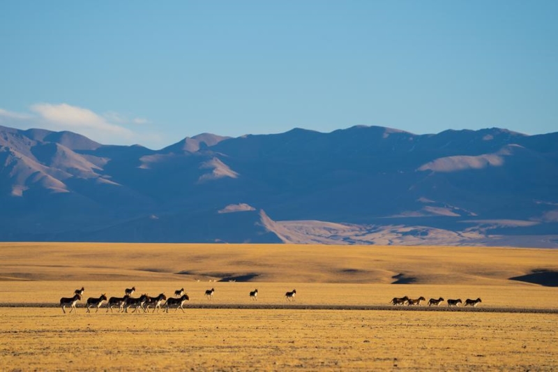 La Chine a obtenu des progrès constants en conservation écologique et transition verte pendant le 14e Plan quinquennal