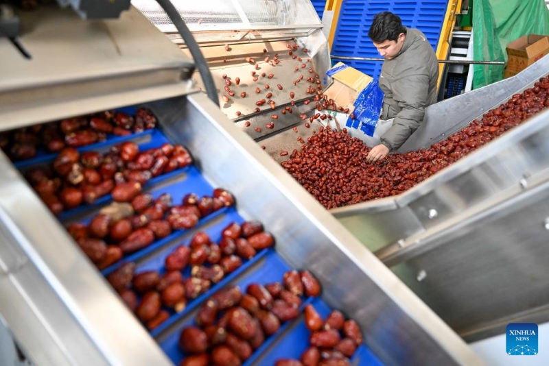 A l'approche de la Fête du Printemps, les produits haut de gamme du Xinjiang entrent dans la haute saison des ventes