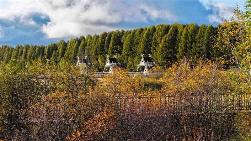 Hebei : la forêt artificielle de Saihanba obtient une « certification verte » pour accéder au marché international
