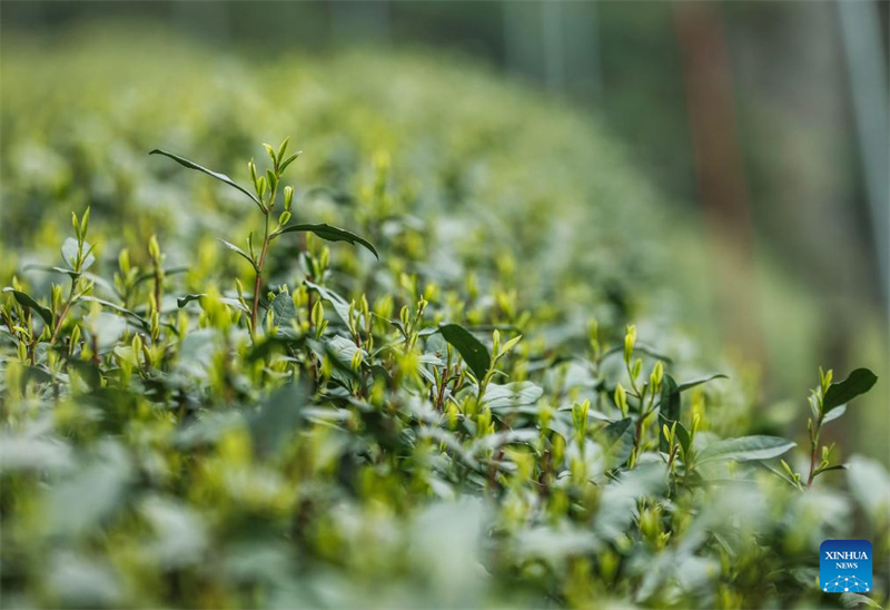 Zhejiang : les producteurs récoltent le thé Longjing du lac de l'Ouest à Hangzhou