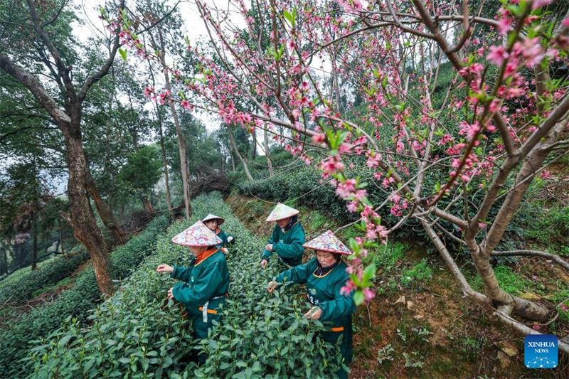 Zhejiang : les producteurs récoltent le thé Longjing du lac de l'Ouest à Hangzhou