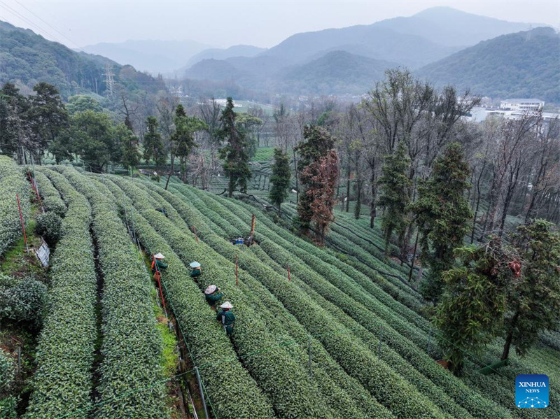 Zhejiang : les producteurs récoltent le thé Longjing du lac de l'Ouest à Hangzhou