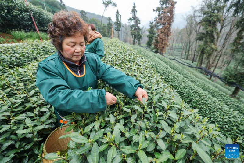 Zhejiang : les producteurs récoltent le thé Longjing du lac de l'Ouest à Hangzhou