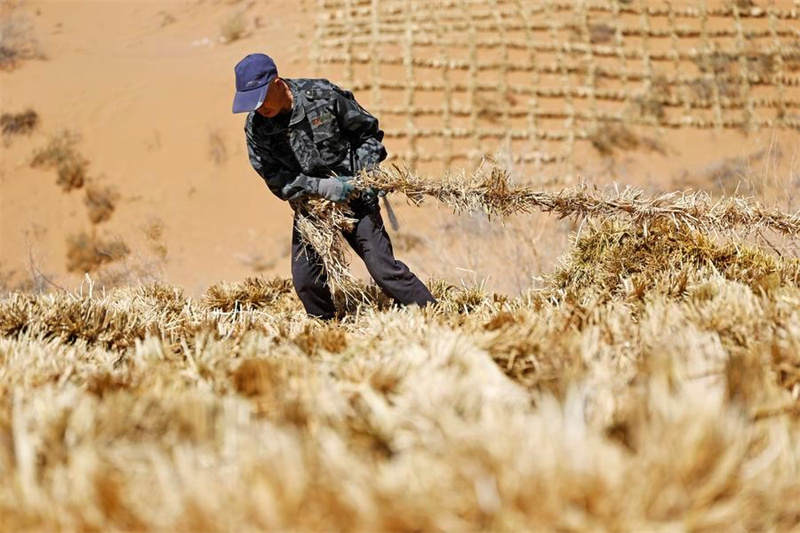 La Chine fait des progrès majeurs dans la lutte contre la désertification et partage ce qu'elle a appris avec le monde