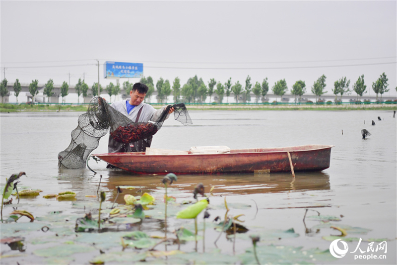 Jiangxi : les écrevisses nagent vers le grand marché à Yongxiu