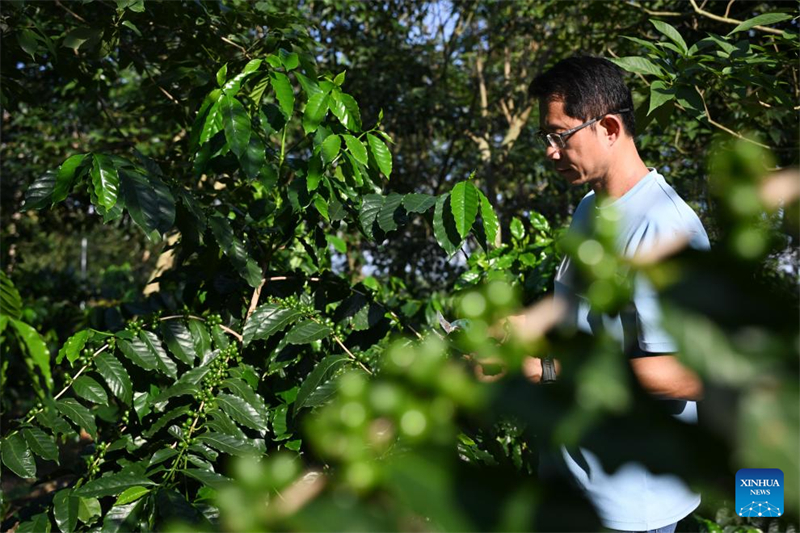 Guangdong : l'industrie du café prospère à Jiangmen