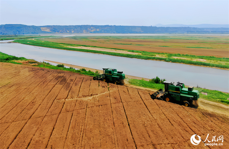 Henan : la récolte du blé au bord du fleuve Jaune