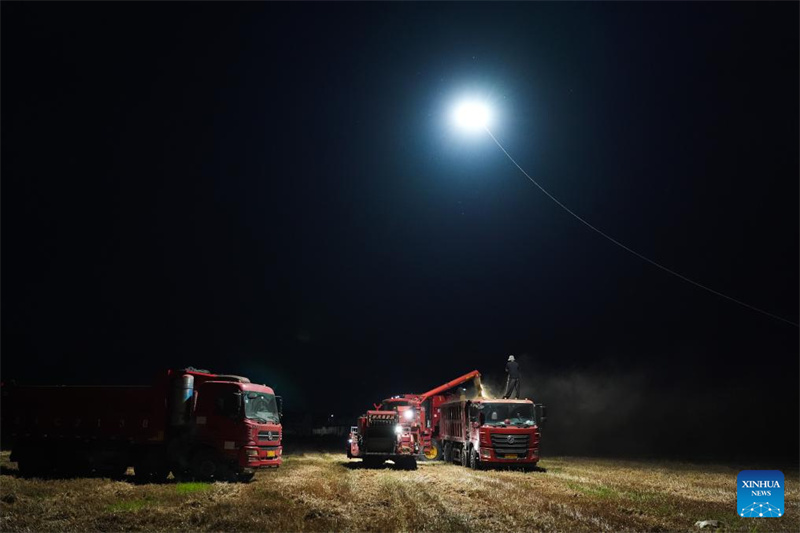 Anhui : un drone d'éclairage aide les machines agricoles à récolter le blé de nuit