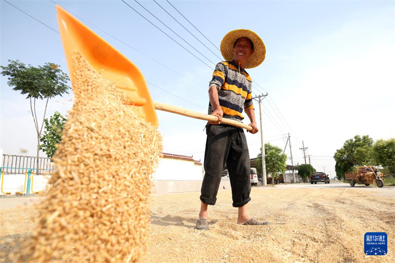 Henan : la récolte du blé a dépassé 70% de la superficie ensemencée