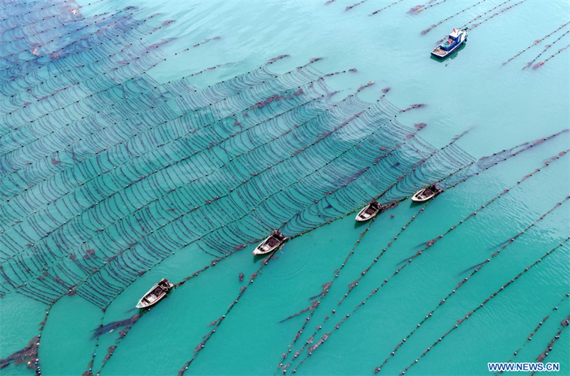 Chine : culture d'algues gracilaires au Shandong