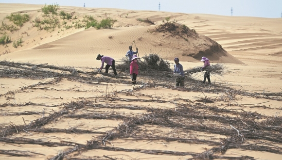 La Chine offre des solutions pour relever le défi de la lutte mondiale contre la désertification                    Dans les profondeurs du désert de Kubuqi, le long du bord nord d'Ordos, dans la région autonome de Mongolie intérieure (nord de la Chine), une transformation remarquable se déroule. 