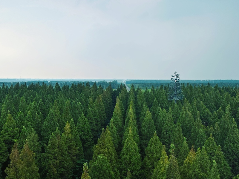 Jiangsu :  ouverture du Forum mondial sur les zones côtières 2025 à Yancheng