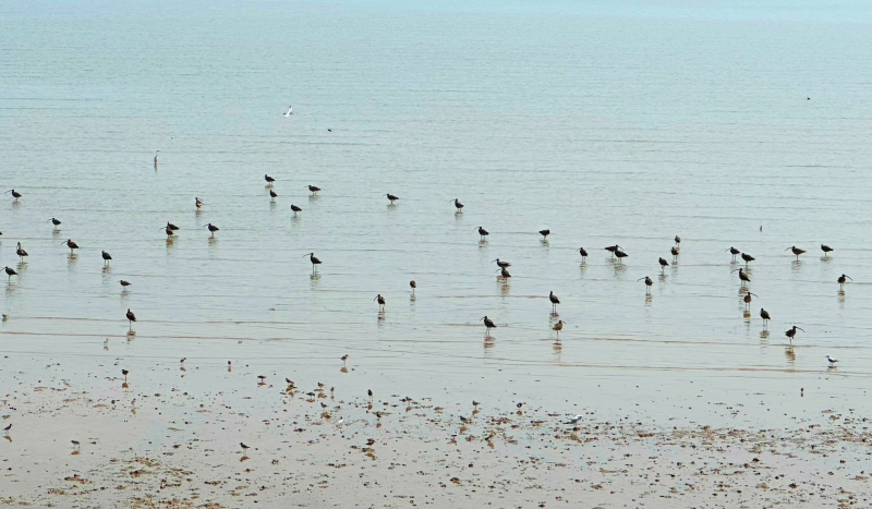 Jiangsu :  ouverture du Forum mondial sur les zones côtières 2025 à Yancheng