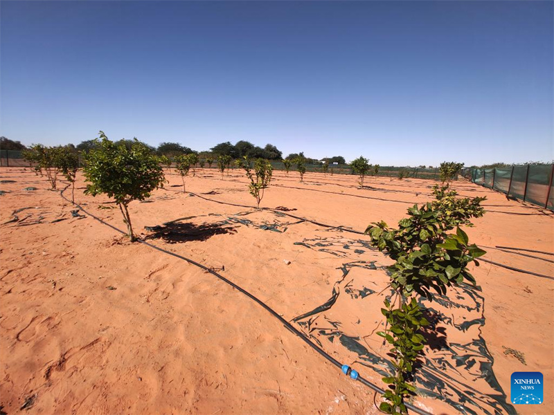 Comment l'innovation technologique chinoise en matière de plantation d'arbres remodèle les efforts visant à verdir les terres arides
