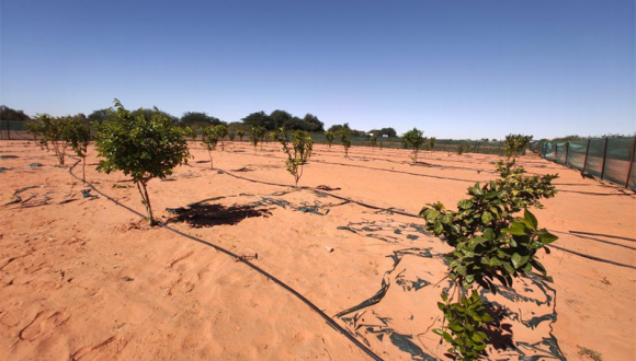 Comment l'innovation technologique chinoise en matière de plantation d'arbres remodèle les efforts visant à verdir les terres arides                    Dans une partie reculée du désert du Sahara, des rangées de jeunes arbres fruitiers prennent racine dans des sables mouvants, un spectacle inhabituel dans l'un des environnements les plus hostiles au monde.