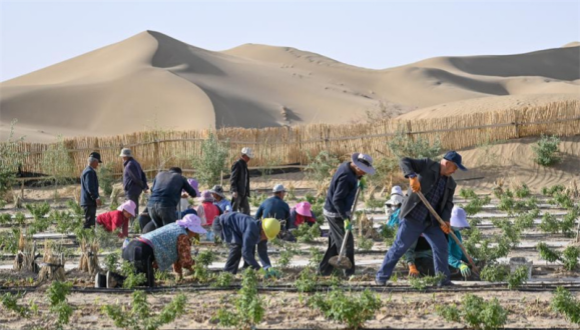 La Chine fait des progrès majeurs dans la lutte contre la désertification et partage ce qu'elle a appris avec le monde                    Le long de la frontière sud-est du désert chinois de Tengger, des ouvriers pressaient des paquets de cordes de paille dans le sable selon un motif en grille, comme un damier géant maintenant les dunes en place.