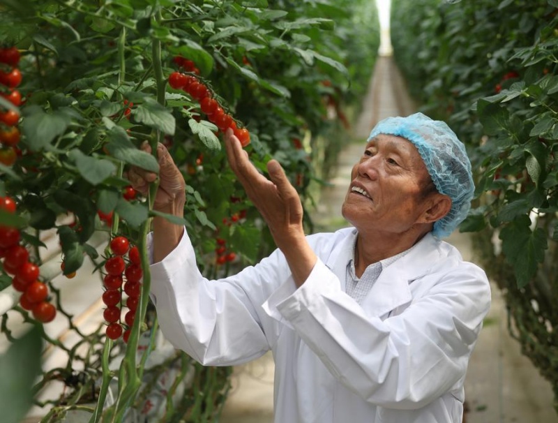 Henan : un chef de village déploie tous ses efforts pour le développement de sa ville natale