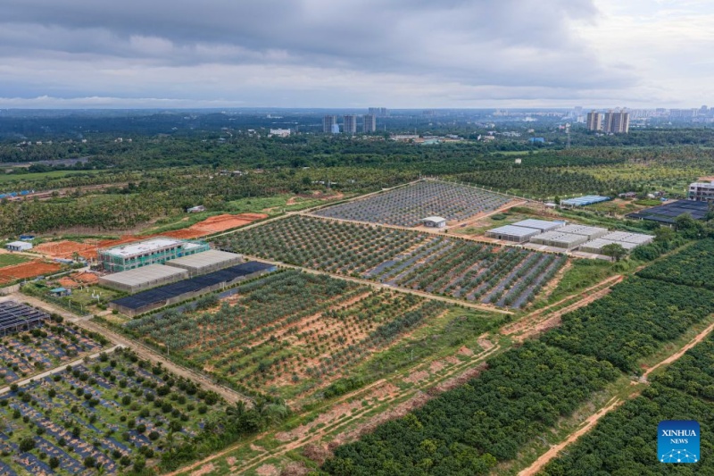Hainan : les palmiers-dattiers sont entrés en phase de fructification à Wenchang
