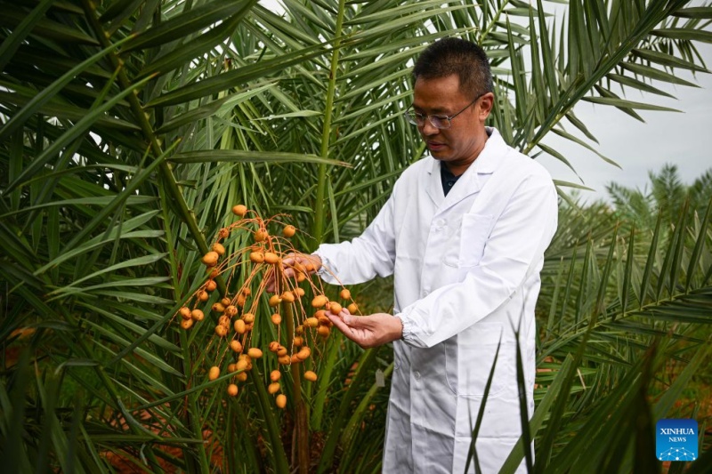 Hainan : les palmiers-dattiers sont entrés en phase de fructification à Wenchang