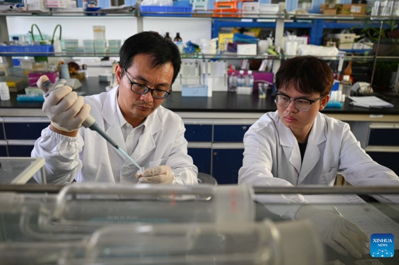 Hainan : les palmiers-dattiers sont entrés en phase de fructification à Wenchang