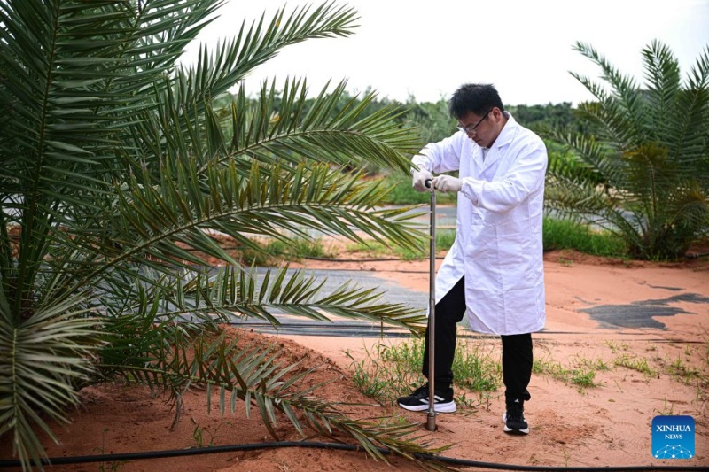 Hainan : les palmiers-dattiers sont entrés en phase de fructification à Wenchang