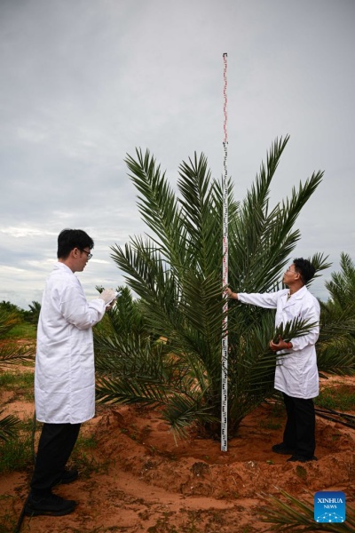 Hainan : les palmiers-dattiers sont entrés en phase de fructification à Wenchang