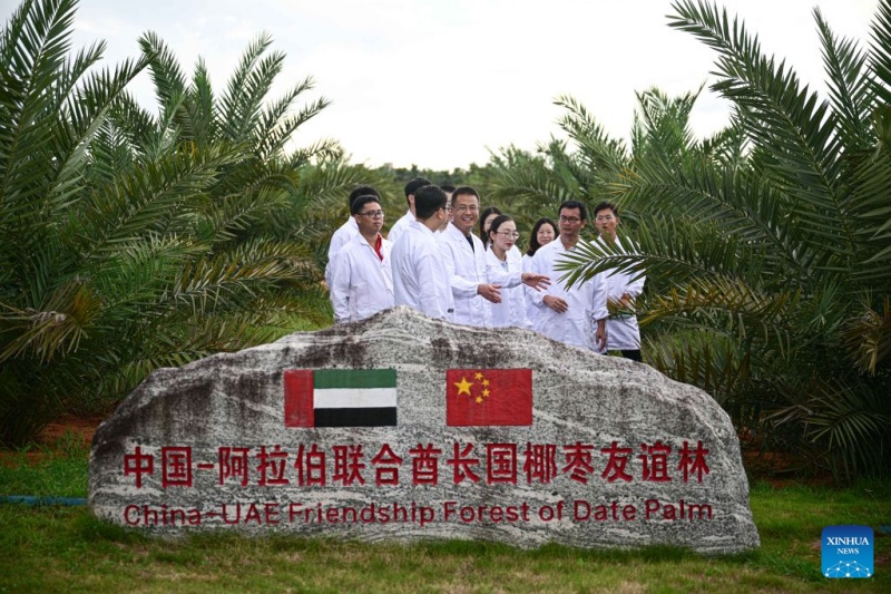 Hainan : les palmiers-dattiers sont entrés en phase de fructification à Wenchang