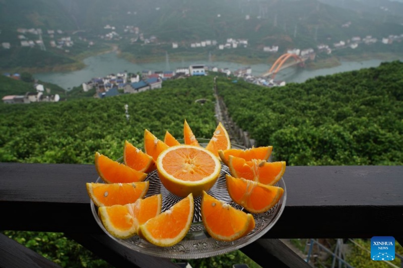 Hubei : dans les vergers de montagne de Zigui, les oranges prennent leur envol grâce aux drones