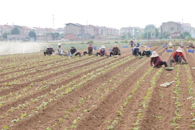 La « révolution du chou » — Comment la Chine utilise la science pour nourrir 1,4 milliard de personnes