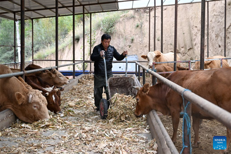 Shaanxi : haut lieu de la Longue Marche, le district de Wuqi connaît un développement écologique et industriel